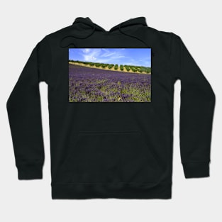 Lavander in Provence Hoodie